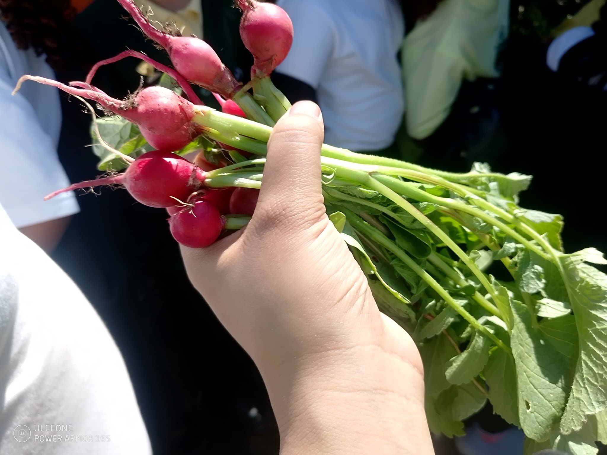 Five Leeds Primary Schools Launch Healthy Eating and Food Growing Project
