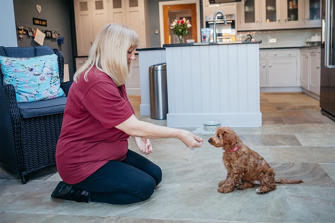 Leeds and Otley Dog Lovers Urged to Join Hearing Dogs’ Puppy Training Programme