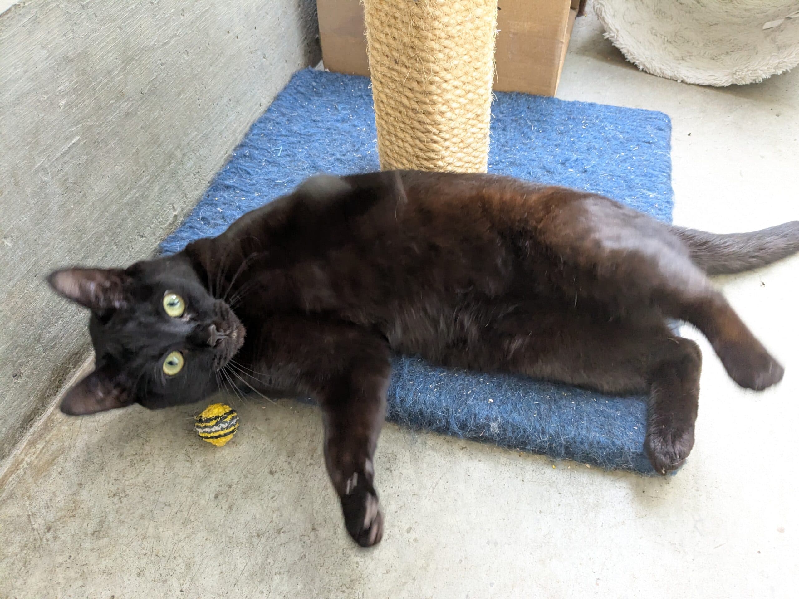 Great Ayton Animal Centre Appeals For Homes For Longest-Staying Cats