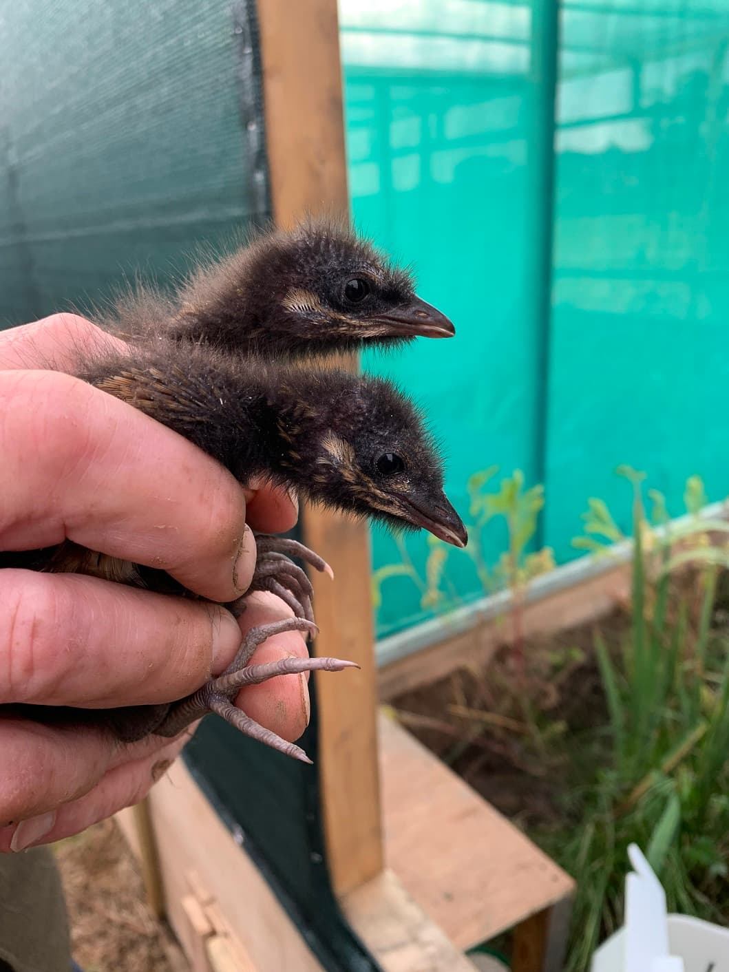 Corncrake Makes Triumphant Return to Lower Derwent Valley After Decades Away