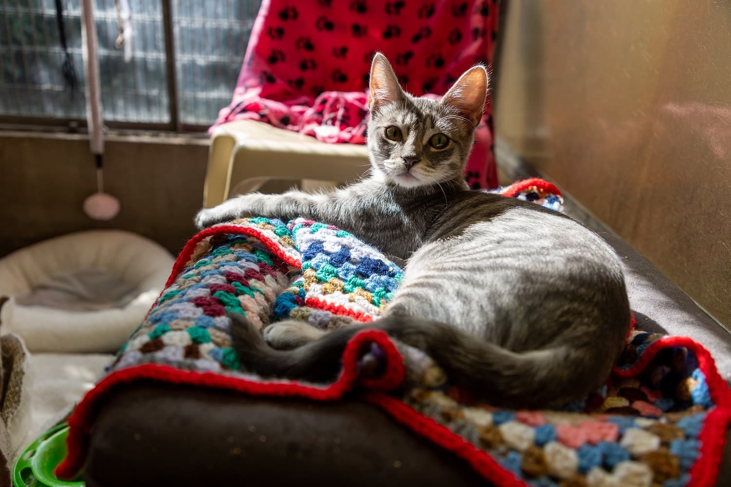 RSPCA Calls on Yorkshire Knitters to Help Keep Pets Warm This Winter