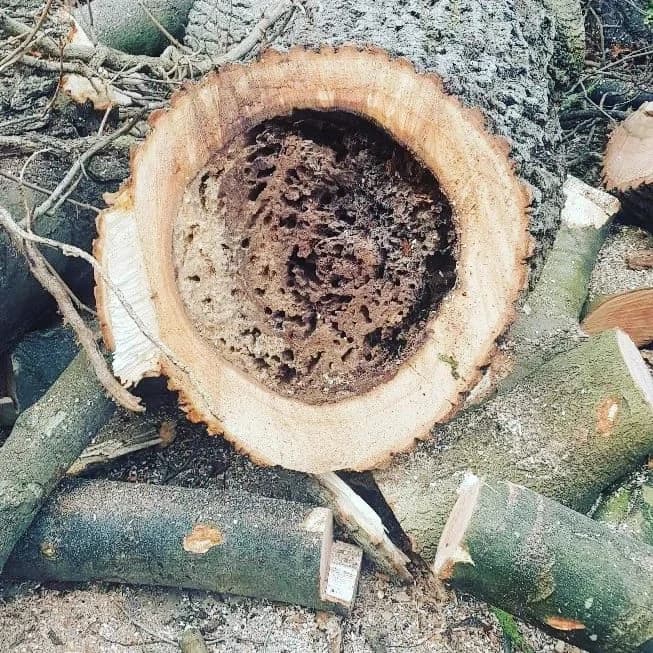 The Hidden Risk in Leeds Gardens: Why Dead and Declining Trees Are Easy to Miss